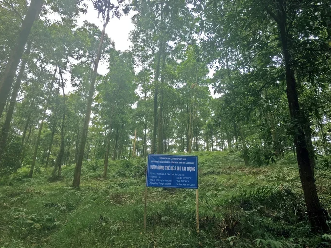 Acacia plantations look to increase value and resilience